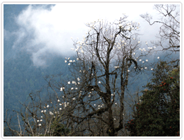 Damthang Trek