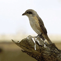 Birds in Sikkim