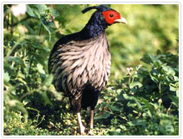 Birds in Sikkim